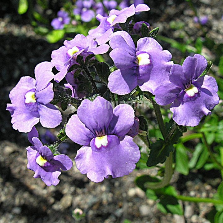 Némésie, Nemesia, miroir des elfes mélange image